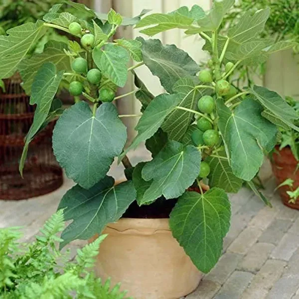 Poona_Anjeer_Fig_Fruit_Air_Layering_Grafted_Plants_Tree_1_2_Feet_Size