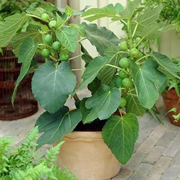 Poona_Anjeer_Fig_Fruit_Air_Layering_Grafted_Plants_Tree_1_2_Feet_Size