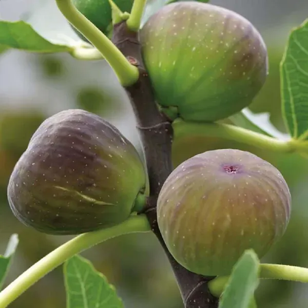 Poona_Anjeer_Fig_Fruit_Air_Layering_Grafted_Plants_Tree_1_2_Feet_Size