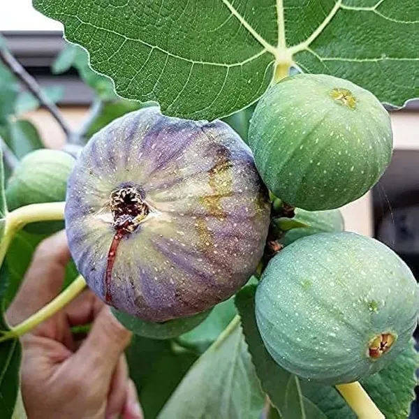 Poona_Anjeer_Fig_Fruit_Air_Layering_Grafted_Plants_Tree_1_2_Feet_Size