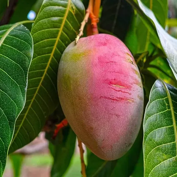 Sindhu_Seedless_Mango_Grafted_Aam_Fruit_Plants_Tree_1_5_3_Feet_Size