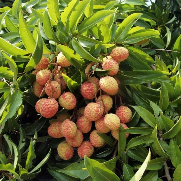 Muzaffarpur_Shahi_Litchi_Lychee_Fruit_Air_Layering_Grafted_Plants_Tree