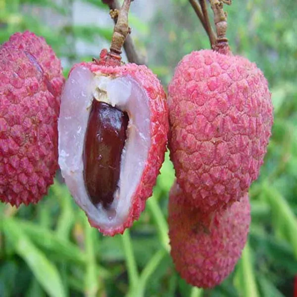 Muzaffarpur_Shahi_Litchi_Lychee_Fruit_Air_Layering_Grafted_Plants_Tree