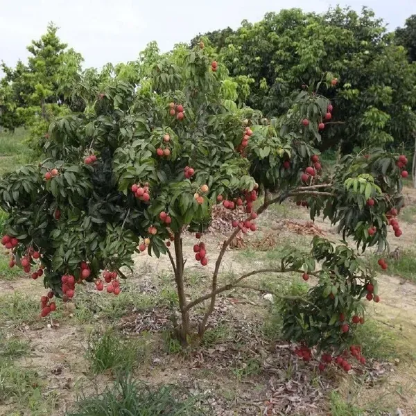 Muzaffarpur_Shahi_Litchi_Lychee_Fruit_Air_Layering_Grafted_Plants_Tree