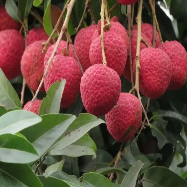 Muzaffarpur_Shahi_Litchi_Lychee_Fruit_Air_Layering_Grafted_Plants_Tree