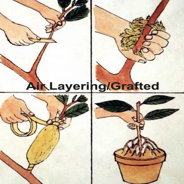 Muzaffarpur_Shahi_Litchi_Lychee_Fruit_Air_Layering_Grafted_Plants_Tree