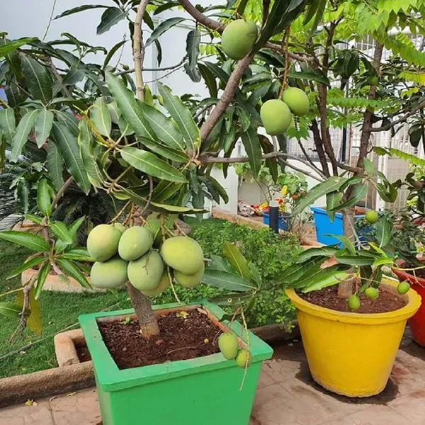 Himsagar_Kishan_Bhog_Khirsapat_Mango_Grafted_Aam_Fruit_Plants_Tree_1_5_3