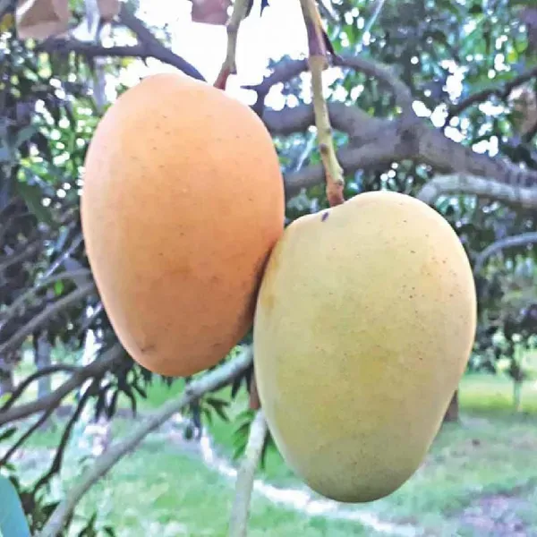 Himsagar_Kishan_Bhog_Khirsapat_Mango_Grafted_Aam_Fruit_Plants_Tree_1_5_3