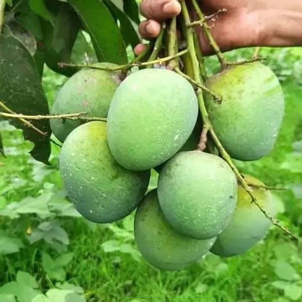 Himsagar_Kishan_Bhog_Khirsapat_Mango_Grafted_Aam_Fruit_Plants_Tree_1_5_3