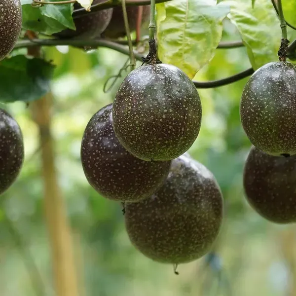 Passion_Fruit_Climbing_Plants_Tree