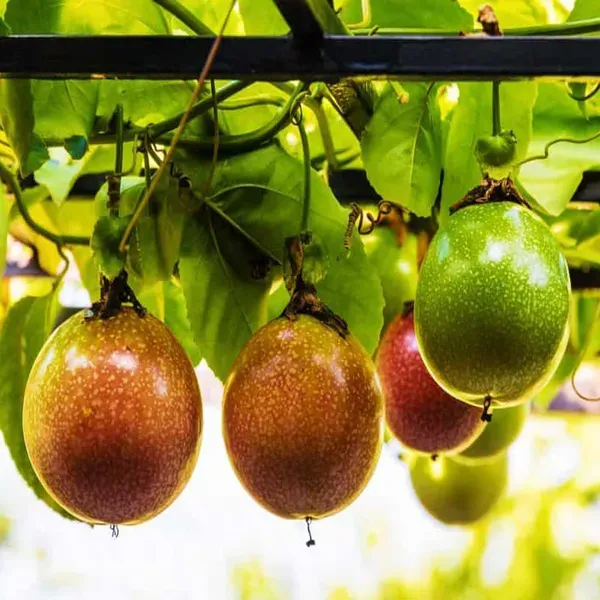Passion_Fruit_Climbing_Plants_Tree