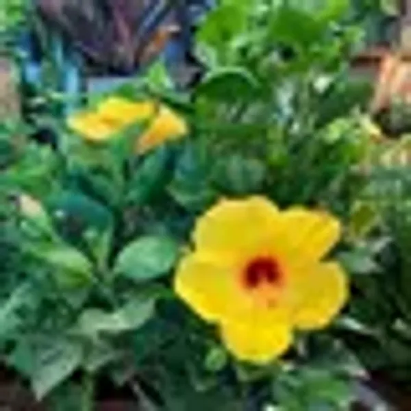 Single_Petal_All_Time_Cotton_Rose_Land_Lotus_Sthal_Poddo_Hibiscus_Mutabilis
