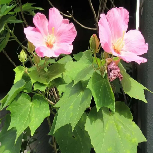 Single_Petal_All_Time_Cotton_Rose_Land_Lotus_Sthal_Poddo_Hibiscus_Mutabilis