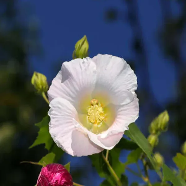 Single_Petal_All_Time_Cotton_Rose_Land_Lotus_Sthal_Poddo_Hibiscus_Mutabilis