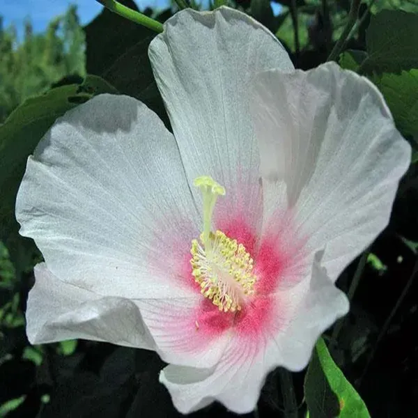 Single_Petal_All_Time_Cotton_Rose_Land_Lotus_Sthal_Poddo_Hibiscus_Mutabilis