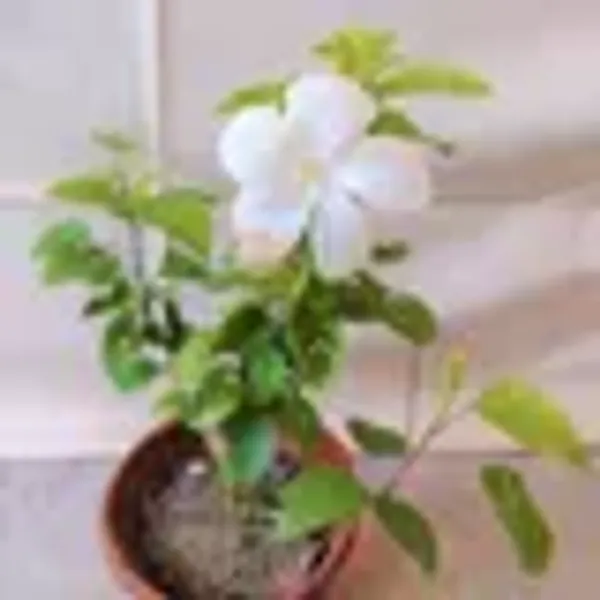 Single_Petal_All_Time_Cotton_Rose_Land_Lotus_Sthal_Poddo_Hibiscus_Mutabilis