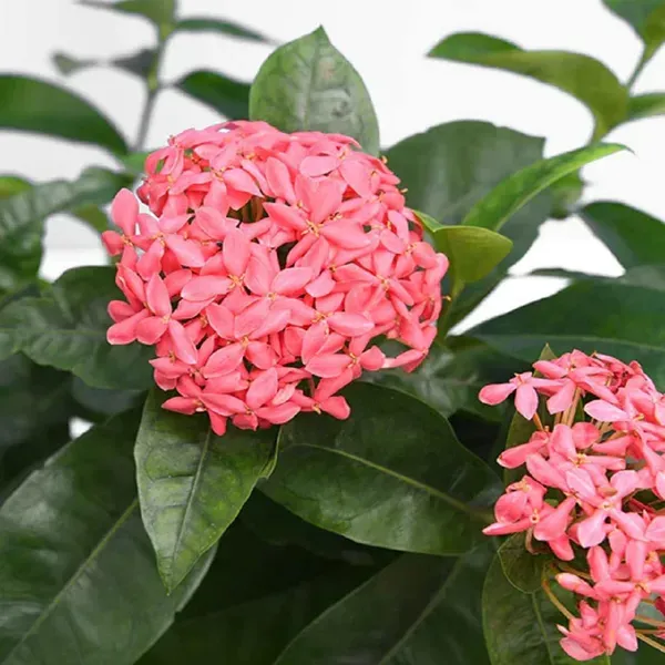 Pink_Colour_Ixora_Rukmini_Rangan_Flower_Plants_Tree_1_2_Feet_Size