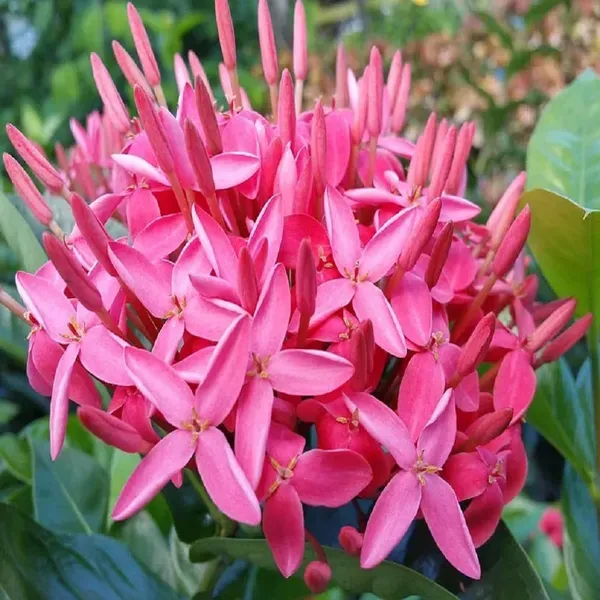 Pink_Colour_Ixora_Rukmini_Rangan_Flower_Plants_Tree_1_2_Feet_Size