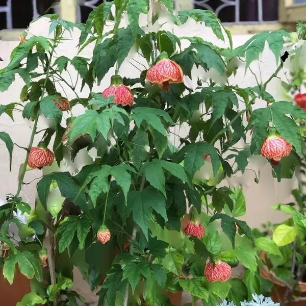 Red_Lanthana_Hibiscus_Flower_Plant_1_2_Feet_Size