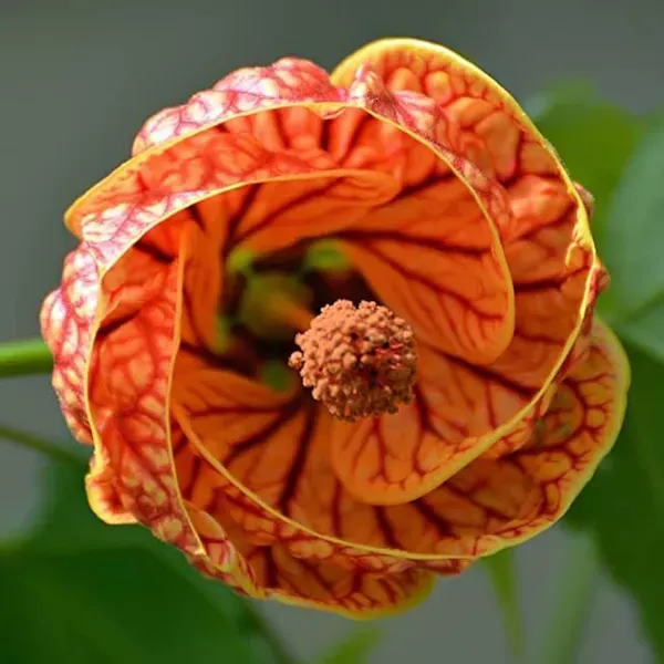 Red_Lanthana_Hibiscus_Flower_Plant_1_2_Feet_Size