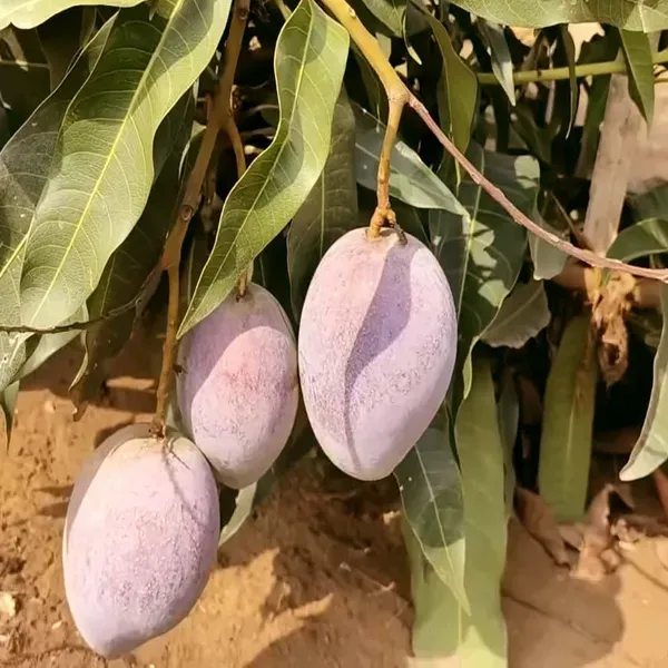 Pusa_Arunika_Mango_Grafted_Aam_Fruit_Plants_Tree_1_5_3_Feet_Size
