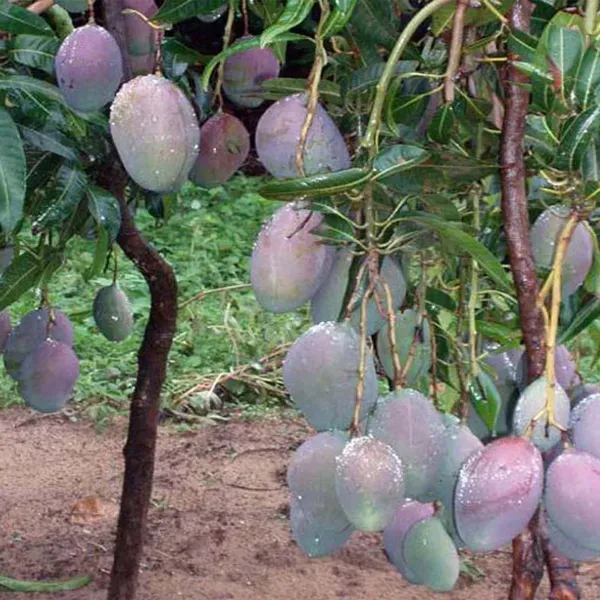 Pusa_Arunika_Mango_Grafted_Aam_Fruit_Plants_Tree_1_5_3_Feet_Size