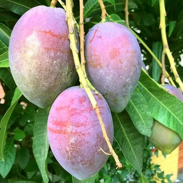 Pusa_Arunika_Mango_Grafted_Aam_Fruit_Plants_Tree_1_5_3_Feet_Size