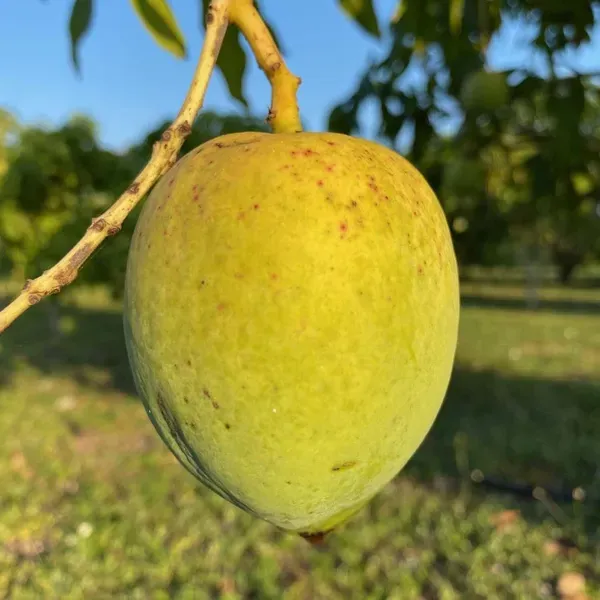 Badami_Badam_Mango_Grafted_Aam_Fruit_Plants_Tree_1_5_3_Feet_Size