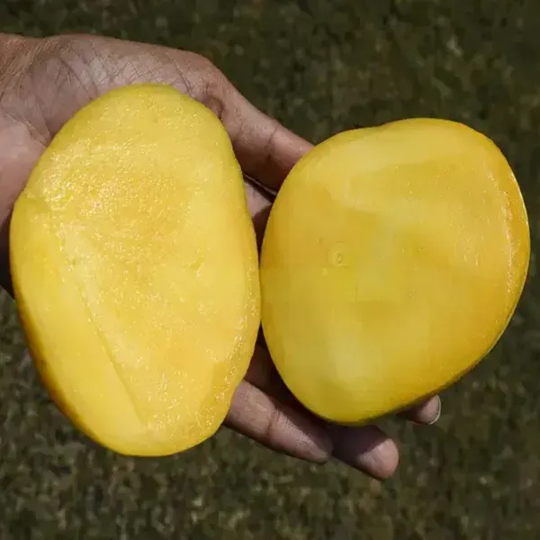 Badami_Badam_Mango_Grafted_Aam_Fruit_Plants_Tree_1_5_3_Feet_Size