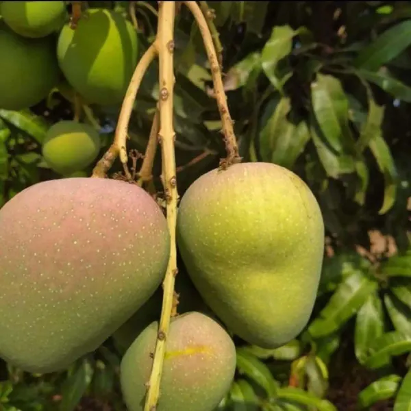 Badami_Badam_Mango_Grafted_Aam_Fruit_Plants_Tree_1_5_3_Feet_Size