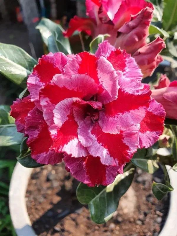 Rosey_Verity_Adenium_Grafted_Flowers_Plant