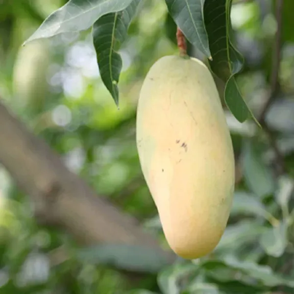 Honeydew_Mango_Grafted_Aam_Fruit_Plants_Tree_1_5_3_Feet_Size