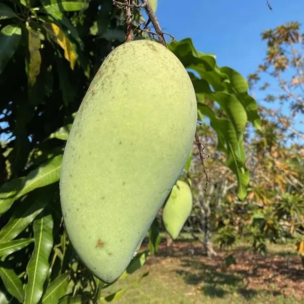 Honeydew_Mango_Grafted_Aam_Fruit_Plants_Tree_1_5_3_Feet_Size