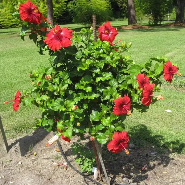 Red_Colour_Hybrid_Hibiscus_Joba_Gudhal_Flower_Plants_Tree_1_2_Feet_Size