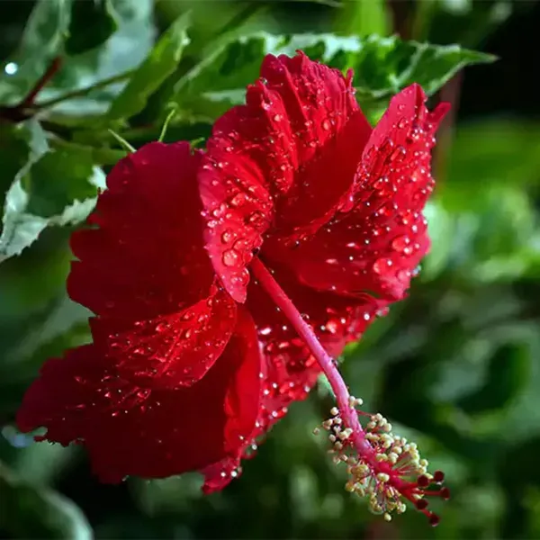 Red_Colour_Hybrid_Hibiscus_Joba_Gudhal_Flower_Plants_Tree_1_2_Feet_Size