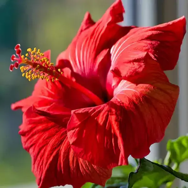 Red_Colour_Hybrid_Hibiscus_Joba_Gudhal_Flower_Plants_Tree_1_2_Feet_Size