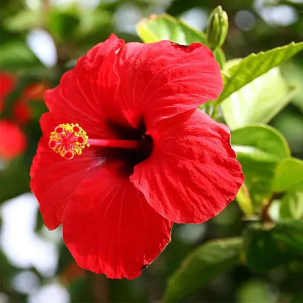 Red_Colour_Hybrid_Hibiscus_Joba_Gudhal_Flower_Plants_Tree_1_2_Feet_Size