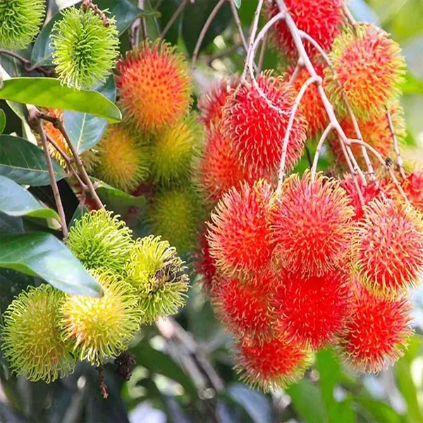 Kg10_Rambutan_Fruit_Grafted_Plants_Tree_1_5_3_Feet_Size