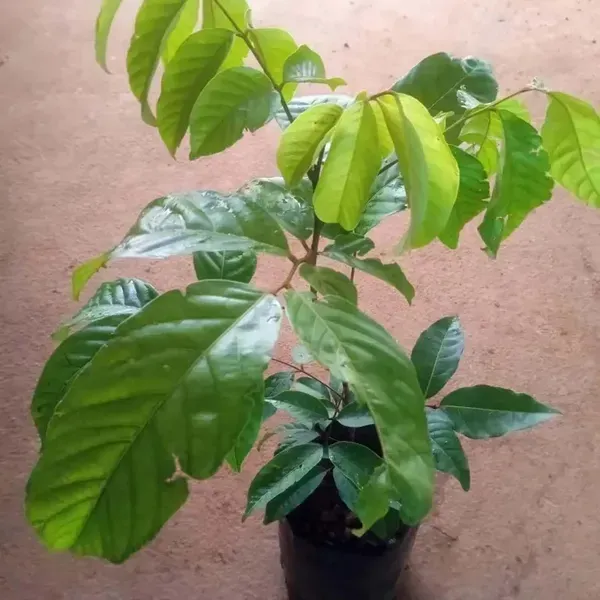 Kg10_Rambutan_Fruit_Grafted_Plants_Tree_1_5_3_Feet_Size