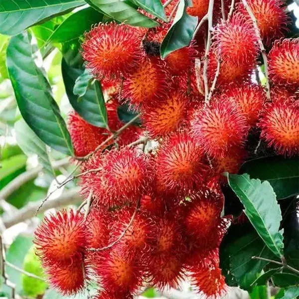 Kg10_Rambutan_Fruit_Grafted_Plants_Tree_1_5_3_Feet_Size