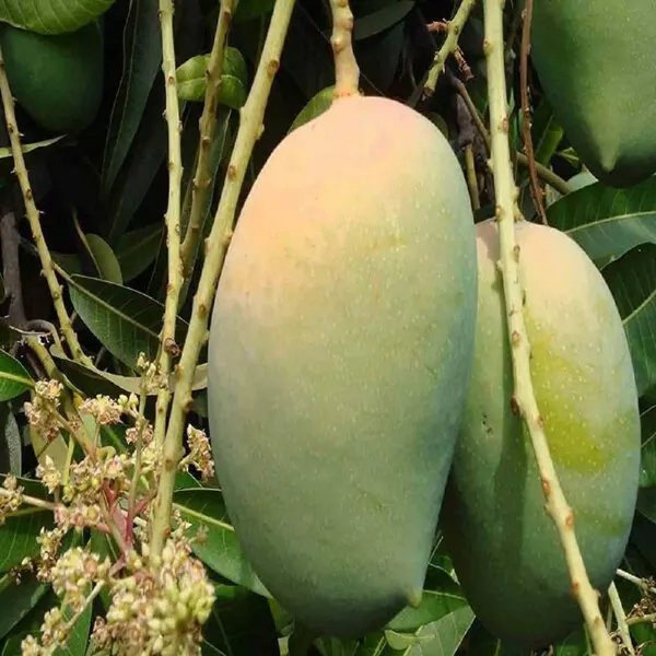 Gir_Kesar_Mango_Grafted_Aam_Fruit_Plants_Tree_1_5_3_Feet_Size