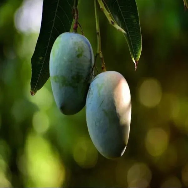 Gir_Kesar_Mango_Grafted_Aam_Fruit_Plants_Tree_1_5_3_Feet_Size