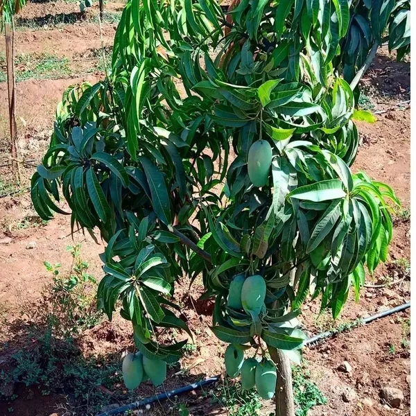 Gir_Kesar_Mango_Grafted_Aam_Fruit_Plants_Tree_1_5_3_Feet_Size