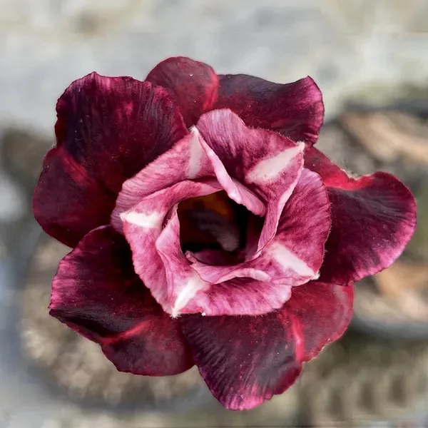 Adenium_Grafted_Flowers_Plant_Pack_Of_5