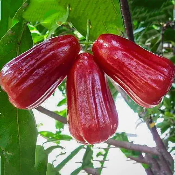 Red_Malay_Wax_Apple_Water_Apple_Java_Apple_Fruit_Air_Layering_Grafted_Pla