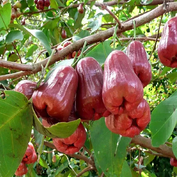 Red_Malay_Wax_Apple_Water_Apple_Java_Apple_Fruit_Air_Layering_Grafted_Pla