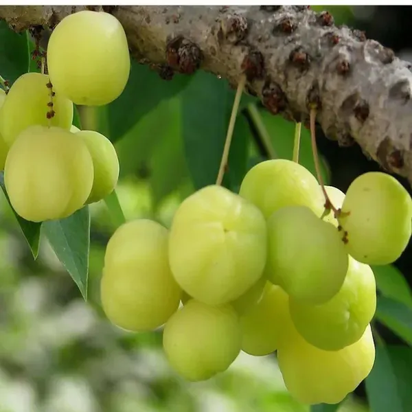 Indian_Star_Gooseberry_Arinelli_Noyal_Fruit_Plants_Tree_1_5_3_Feet_Size