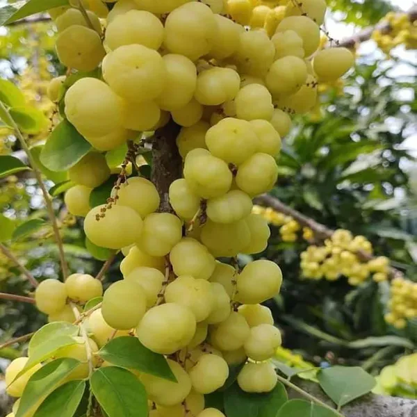 Indian_Star_Gooseberry_Arinelli_Noyal_Fruit_Plants_Tree_1_5_3_Feet_Size