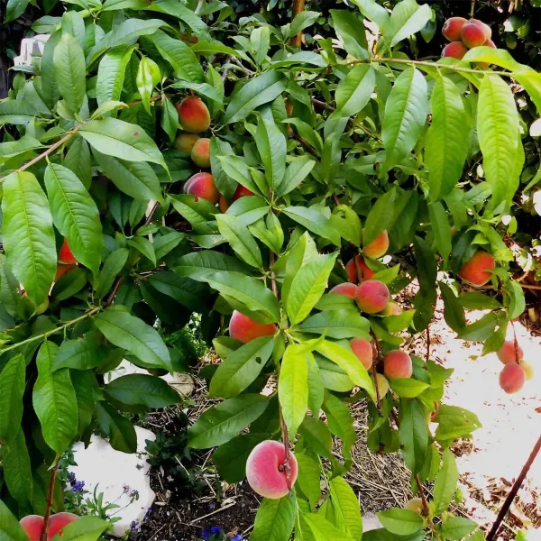 Floridaprince_Peach_Fruit_Grafted_Plants_Tree_2_3_Feet_Size