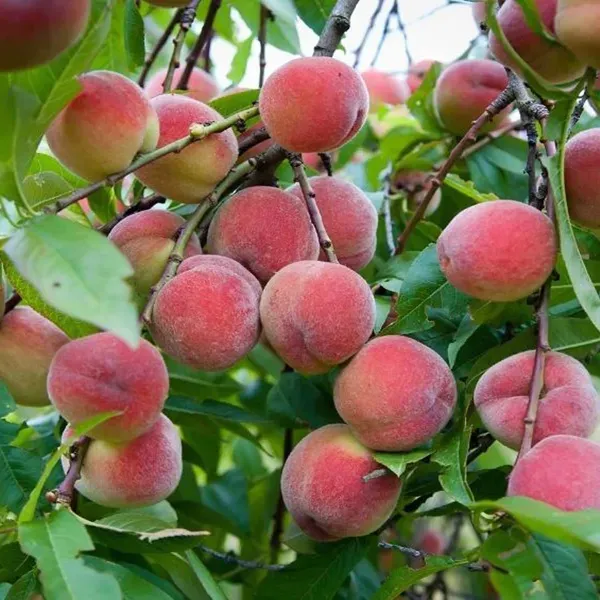 Floridaprince_Peach_Fruit_Grafted_Plants_Tree_2_3_Feet_Size